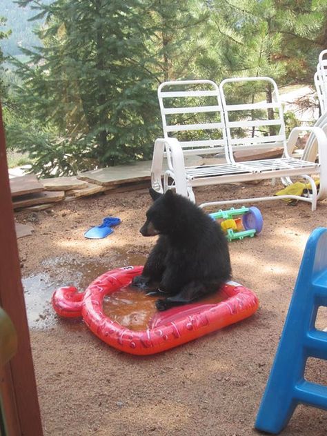 Bears doing human things - Worst. Pool. Ever.  Klick through for a laugh :) Funny Animal Pictures, Funny Bears, Kiddie Pool, Silly Animals, Morning Humor, Black Bear, Animal Memes, Animals Friends, Bones Funny