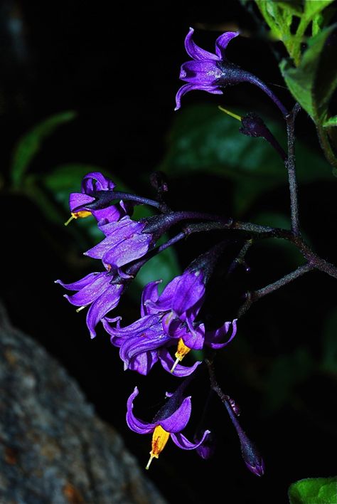 Nature, Deadly Nightshade Flower Aesthetic, Nightshade Flower Aesthetic, Amanita Nightshade Aesthetic, Deadly Nightshade Aesthetic, Deadly Nightshade Flower, Bitter Nightshade, Nightshade Berries, Nightshade Aesthetic