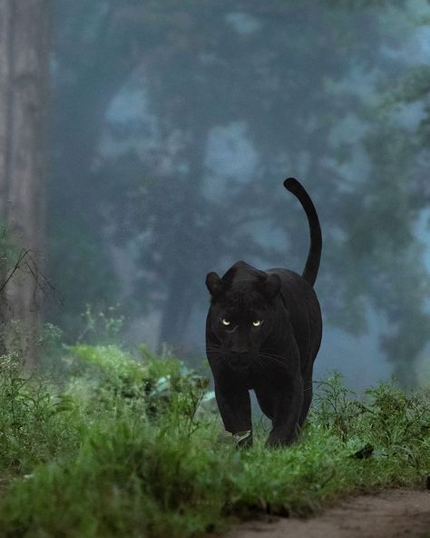 Shaaz Jung (@shaazjung) • Instagram photos and videos Tumblr, Nature, Dark Panther, Jungle Wildlife, Black Panther Cat, Panther Cat, Gato Grande, Jungle Cat, Girls With Red Hair