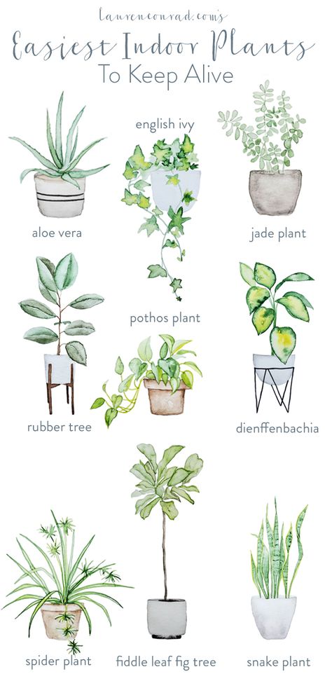 The easiest, and prettiest, house plants to keep alive Kaktus Dan Sukulen, Easy Indoor Plants, Plants Interior, Tanaman Indoor, Fiddle Leaf Fig Tree, Pothos Plant, Rubber Tree, Jade Plants, Keep Alive