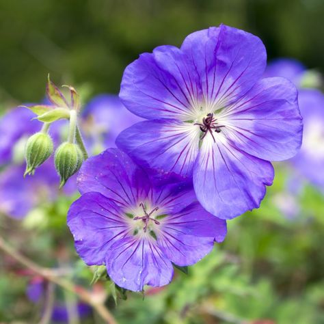 15 Of The Best Easy Care Perennials With Beautiful Blue Flowers - Gardening @ From House To Home Purple And White Garden, Deer Resistant Shade Plants, Blue And White Garden, Part Shade Perennials, Perennials Low Maintenance, Spring Perennials, Perennial Geranium, Shade Loving Shrubs, Perennial Ground Cover