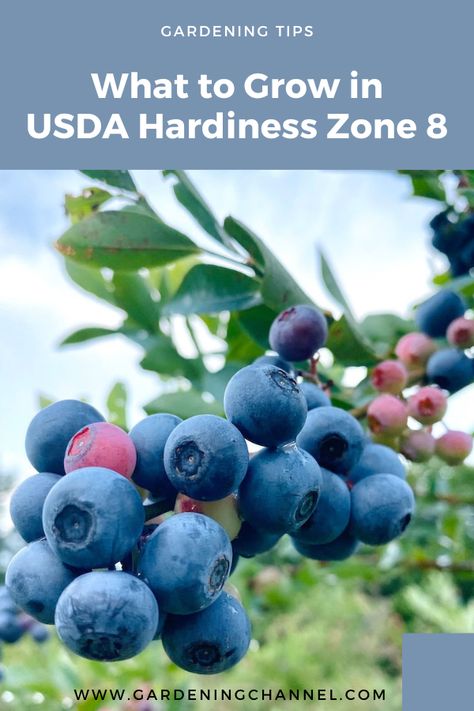 blueberries with text overlay gardening tips what to grow in usda hardiness zone 8 Planting Schedule Zone 8, Zone 8 Planting Schedule Vegetables, Zone 8a Planting Schedule, Zone 8b Vegetable Gardening, Zone 8b Planting Schedule, Zone 8a Gardening, Zone 8 Planting Schedule, 8a Gardening, Zone 8b Gardening