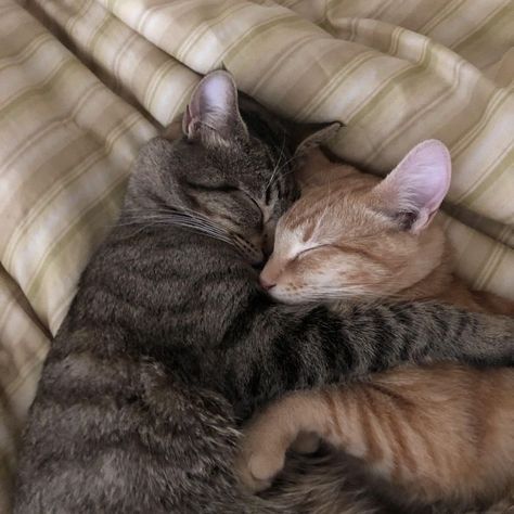 cats hugging cat in love Söt Katt, Fotografi Urban, Cat Couple, Image Chat, Animale Rare, Photo Chat, Cat Aesthetic, Silly Cats