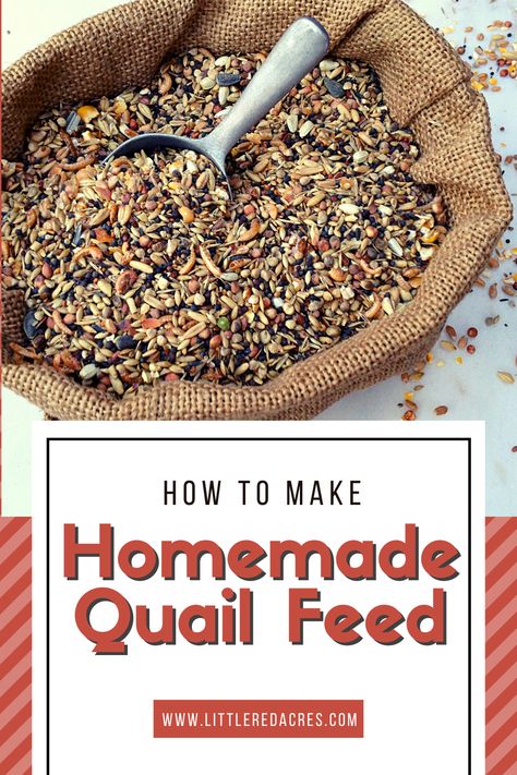 Diy Quail Brooder, Winter Quail Coop, Coturnix Quail Pen Ideas, Diy Quail Feed, Quail Toys, How To Keep Quail, Quail Brooder Ideas, Quail Food Diy, Homemade Quail Feed