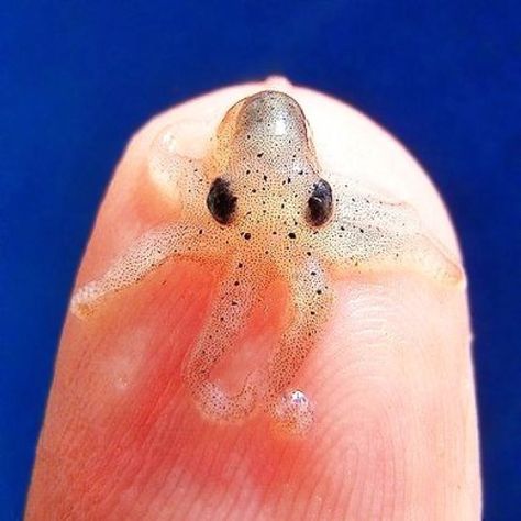 Tiniest Octopus | Tiniest octopus? | aNiMaLs | Pinterest Octopus, Tiny Octopus, Bernese Puppy, Baby Octopus, Animals Cute, Tiny Things, Flower Aesthetic, Cute Funny Animals, Beautiful Creatures