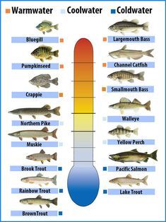 Cold Water Fish, Fish Chart, Channel Catfish, Fishing Basics, Bass Fishing Lures, Bass Fishing Tips, Fishing Rigs, Fishing Techniques, Crappie Fishing