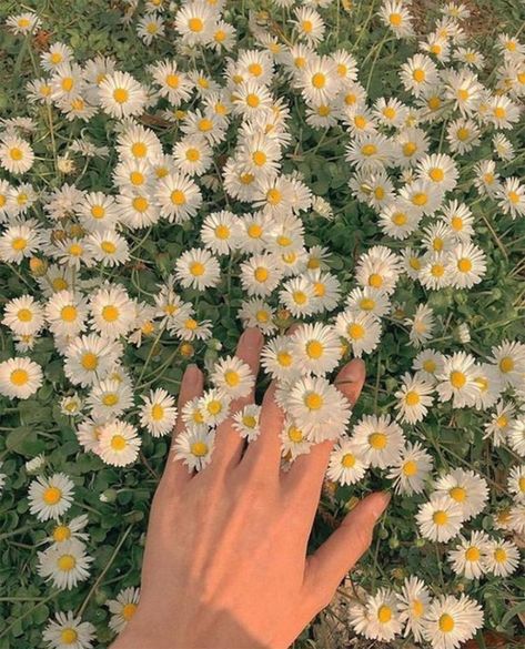 Late-Spring Inspiration: Coming Up Daisies :: This Is Glamorous Photographie Indie, Hijau Mint, Vintage Cartoons, Photographie Portrait Inspiration, Fotografi Alam Semula Jadi, Tapeta Pro Iphone, Pinterest Aesthetic, Images Esthétiques, Foto Vintage