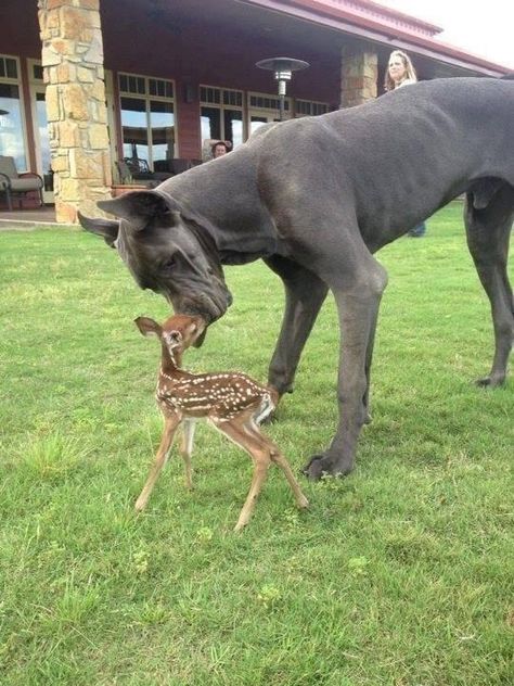 Great Dane and a fawn Ras Anjing, Dog Standing, Dane Puppies, Psy I Szczenięta, Dream Dog, Animals Friendship, Dog Videos, Baby Deer, Sweet Animals