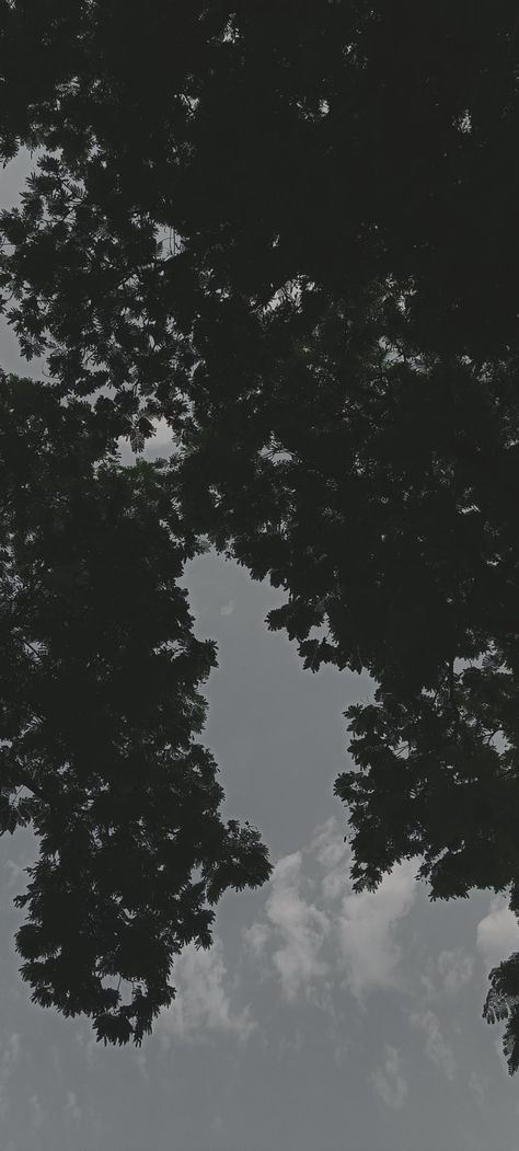 Tree leaves, clouds, evening, night, dark Nature, Dark Melancholy Aesthetic, Monsoon Aesthetic Wallpaper, Weather Asthetic Picture, Aesthetic Dark Clouds, Dark Weather Aesthetics, Dark Clouds Aesthetic, Clouds Evening, Mood Dark