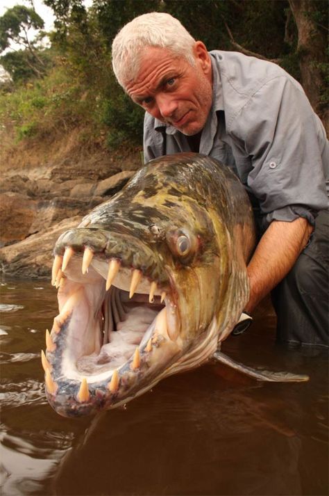 The Reality of River Monsters | LiveScience Fish, Ecosystem Activities, Big Teeth, Ecosystem