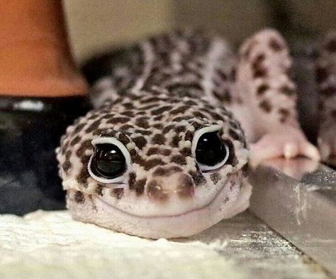 Here's Your Weekly Dose Of Cute! (#5) - I Can Has Cheezburger? Leopard Gecko Smile, Leopard Gecko Cute, Cute Gecko, Pet Lizards, Cute Lizard, Cute Snake, Cute Reptiles, Leopard Gecko, Baby Animals Funny