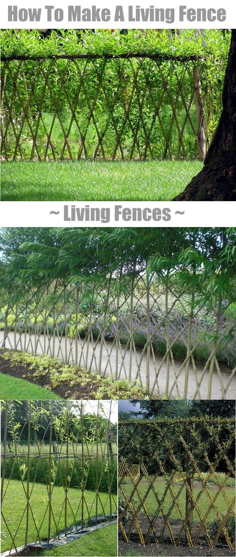 Living Fences - How To Make A Living Fence For Your Garden... | http://www.ecosnippets.com/diy/how-to-make-a-living-fence/ Garden Structures, Living Fences, Cerca Natural, Landscaping Software, Living Fence, Garden Fencing, Garden Fence, Lawn And Garden, Dream Garden