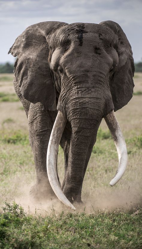 "Gentle Giant" by Sushmitha Reddy: Amboseli National Park is famous for the majestic African elephants. I got lucky when this massive bull came close to our vehicle on one of our game drives. Elephant Photography, Photo Animaliere, Biggest Elephant, Elephants Photos, Veggie Omelette, Cheese Frittata, Vegetable Dinners, Save The Elephants, Cooking Black Beans