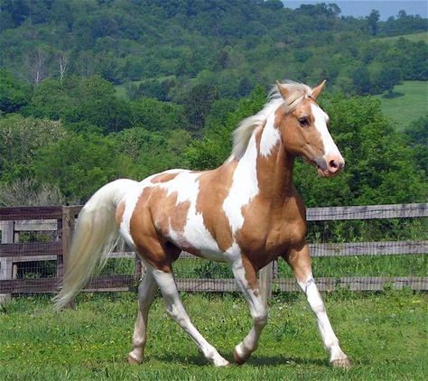 1000+ images about Paint horses on Pinterest | Ponies, Bays and Painted horses Pinto Horses, Brown And White Paint Horse, Palomino Paint Horse, Paint Horse Breed, Cheval Pie, Goddess Of Spring, Cai Sălbatici, Painted Horses, American Paint Horse