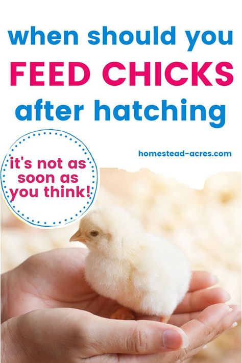 Incubating Chicken Eggs, Animal Farming, Chicken Raising, Chicken Houses, Hatching Chickens, Raising Chicken, Baby Chicks Raising, Day Old Chicks, Raising Chicks