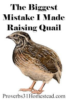 Diy Quail Coop Simple, Quail Dust Bath Ideas, Bio Pod For Chickens, Quail Vs Chicken, Pheasant Coop Ideas, Quail Habitat Diy, Natural Quail Habitat, Quail Coop Ideas Diy, Quail Keeping