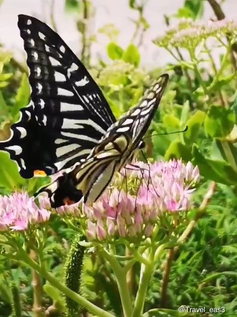 Butterfly Video, Nature Butterfly, Beautiful Butterfly Pictures, Butterfly Photos, Butterfly Pictures, Little Ballerina, Haiwan Peliharaan, Nature Gif, Beautiful Gif