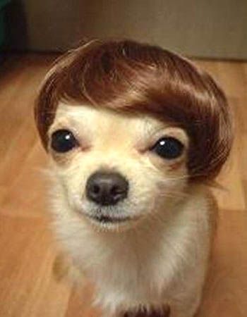 Ay chihuahua! K wanted me to repin this!  Where can we get a little wig for Dash?! Funny Dog Pictures, Chihuahua For Sale, Cute Puppy Pictures, Funny Animal Photos, Photo Chat, Chihuahua Love, صور مضحكة, Puppy Pictures, Beetles