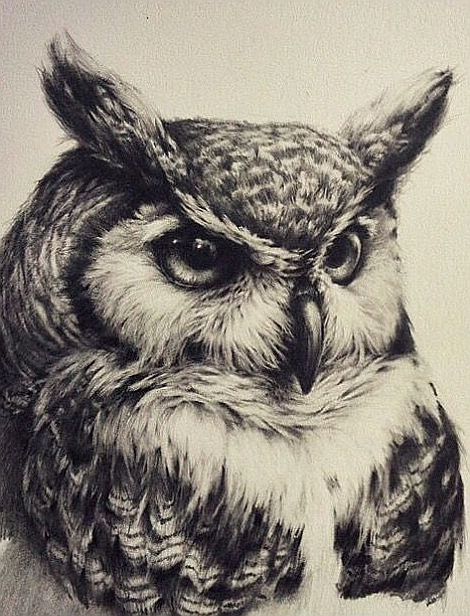 Realistic Owl Tattoo, Owl Tat, Owl Tattoo Drawings, Owl Sketch, Tier Tattoo, Owl Artwork, Owl Tattoo Design, Owls Drawing, Owl Pictures