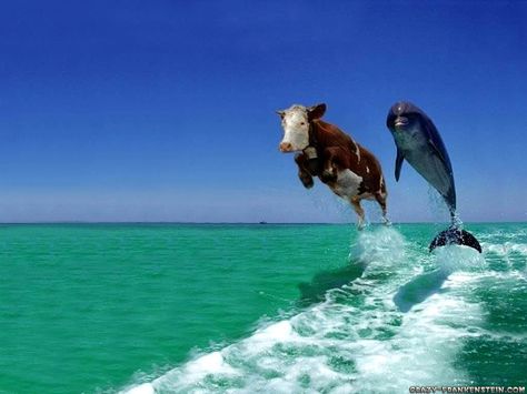 Cow and dolphin swimming what!!! Funny Wallpapers, Steller's Sea Cow, Funny Facebook Cover, Sea Cow, Picture Prompts, Cows Funny, Funny Wallpaper, Cool Writing, Komik Internet Fenomenleri
