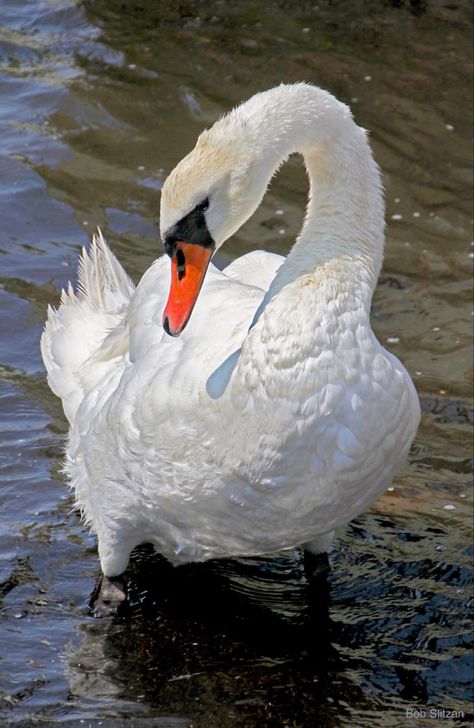 North American Mute Swans descended from European swans imported from the mid 1800s through early 1900s as decorative waterfowl. Vogel Gif, Swan Photography, Swan Pictures, Swans Art, Mute Swan, Geometric Shapes Art, Beautiful Swan, Female Armor, Most Beautiful Birds