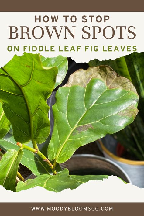 Fiddle Leave Fig Tree, Caring For Fiddle Leaf Fig, Fig Plant Indoor Care, Plant Location In Home, Fiddle Leaf Tree Care Brown Spots, How To Care For Fiddle Leaf Plant, Pruning A Fiddle Leaf Fig, Fig Leaf Plant Care, Fiddle Leaf Fig Tree Care