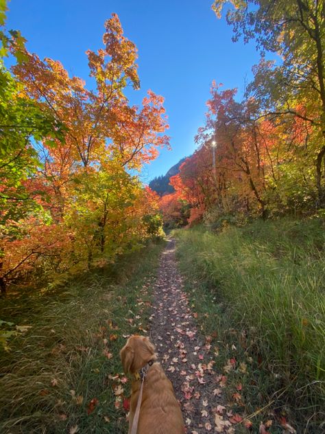 Nature, Vision Board Golden Retriever, Dog Walk Asthetic, Walking Golden Retriever Aesthetic, Trail Walk Aesthetic, Hiking Dog Aesthetic, Walking Golden Retriever, Dog Walk Aesthetic, Walking Dog Aesthetic