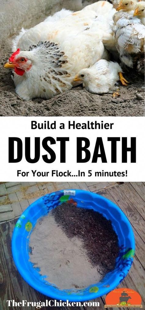 Dust Bath For Chickens, Chicken Mama, Danny Green, Portable Chicken Coop, Dust Bath, Homestead Chickens, Chicken Life, Backyard Chicken Farming, Chicken Health