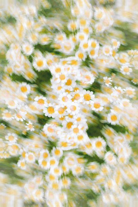 Nature, Bunch Of Daisies, Thirty Flirty And Thriving, Screen Wallpaper Hd, Grass Background, Spring Images, Blurry Pictures, Nature Wallpapers, City Wallpaper