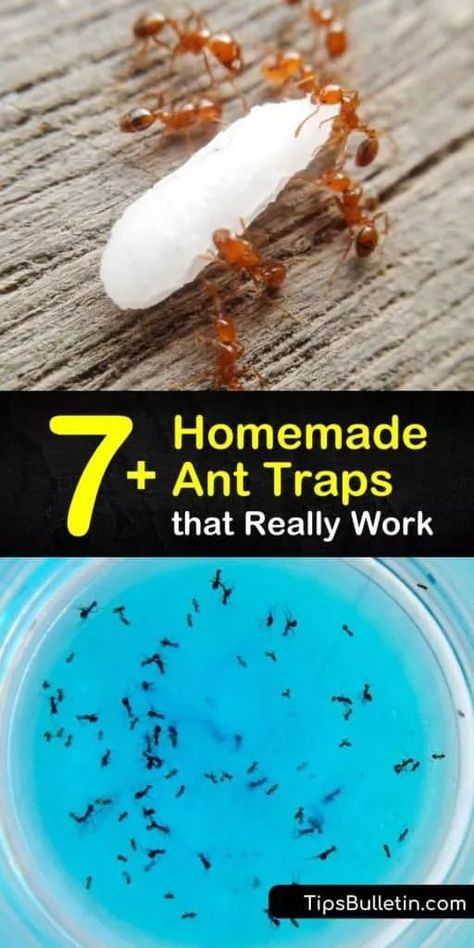 Learn how to make a homemade ant trap as a form of DIY pest control. Tempt the pests with an ant bait like powdered sugar or peanut butter, then kill ants with Borax or baking soda. Target sugar ants, fire ants, and more with a homemade ant killer. #trap #ants #diyanttraps #killants Ant Bait Homemade, Red Ant Killer Homemade, Diy Ant Trap Indoor, Ant Remedy Diy How To Get Rid, Any Killer Diy, Ant Bait Borax Sugar, Homemade Ant Trap For Inside, Homemade Ant Killer For Outside, Homemade Ant Killer For Inside