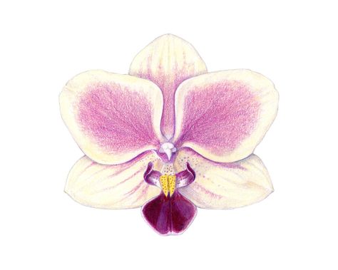 Drawing Faces, Coloured Pencil Drawings, Orchid Illustration, Orchid Drawing, Orchids Painting, Colored Pencil Drawings, Drawing Color, Color Pencils, Arte Inspo