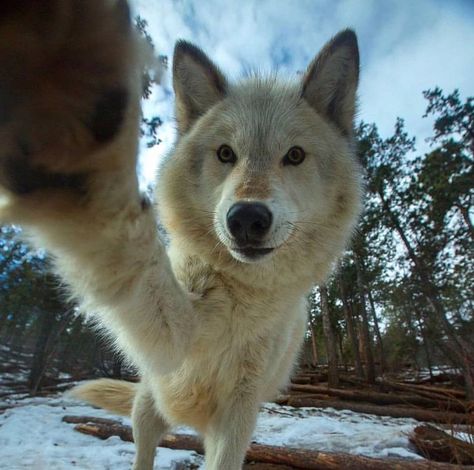 Wolf Front View, Animals In Nature, Funny Wolf, Pet Wolf, Wolf Eyes, Wolf Hybrid, Wolf Photography, Wolf Photos, Wolf Love