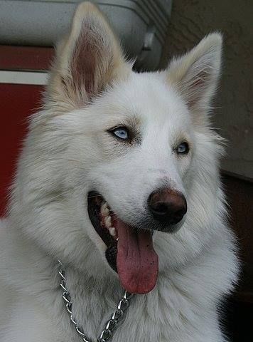 Albino German Shepherd, White Husky Aesthetic, White Wolf Dog, White Gsd, European Doberman, Wolf Puppy, Swiss Shepherd, Mata Biru, German Shepherd Husky