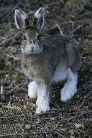 Hamsters, Benny And Joon, Snowshoe Hare, Summer Coat, Pet Bunny, Little Critter, Animal Photo, Family Pet, Cute Bunny