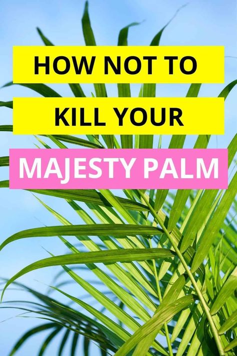 How To Transplant Palm Trees, Nature, Care For Palm Trees House Plants, Indoor Majesty Palm, Patio Palms Ideas, How To Care For A Palm Plant, Outdoor Palms In Pots, Palm Planters Outdoor, Planters With Palms And Flowers