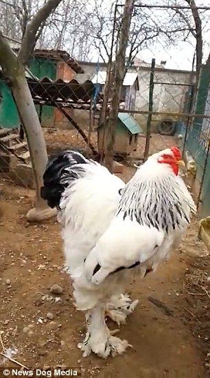 'Merakli' is a Brahma chicken, a breed known specifically for it's heavy weight and large size Giant Brahma Chicken, Amberlink Chicken, Giant Chicken Breeds, Cute Chicken Aesthetic, Cute Chicken Drawing Kawaii, Chicken Drawing Cute, Chicken Animation, Cute Chicken Drawing, Largest Chicken Breed