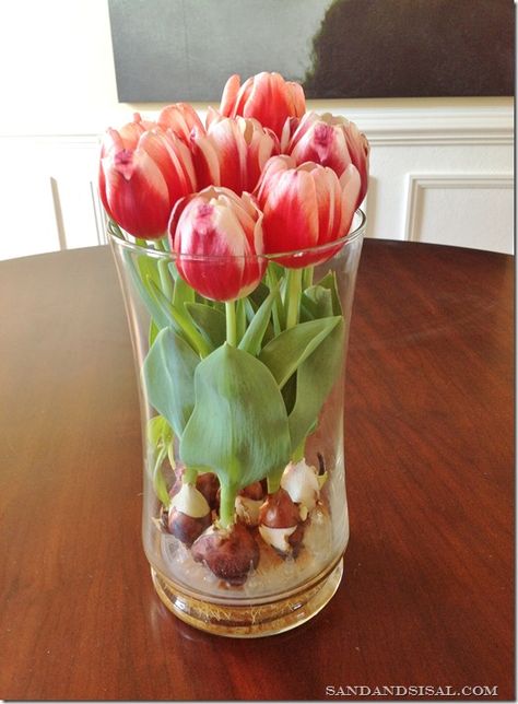 I think even I could grow tulips like this even though I don't have a green thumb at all! Shaded Garden, Growing Tulips, Tanaman Indoor, Hemma Diy, Tulip Bulbs, Tulips In Vase, Deco Floral, Growing Indoors, Shade Garden