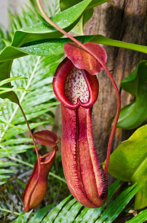 Plant Guide: Pitcher Plant — Bees and Roses Periuk Kera, Pitcher Plant Care, Water Garden Plants, Plant Cartoon, Plante Carnivore, Rainforest Plants, Plant Care Houseplant, Rare Orchids, Pitcher Plant