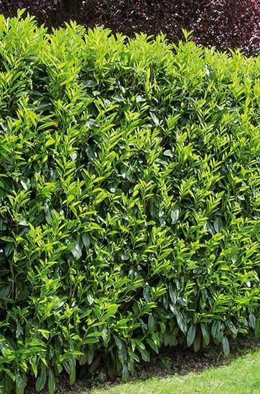 Portuguese Cherry Laurel (Prunus lusitanica) Hedges | InstantHedge Prunus Lusitanica Hedge, Shade Hedge Plants, Laurel Privacy Hedge, Laurel Hedge Ideas, Portuguese Laurel Hedge, Cherry Laurel Hedge Privacy Fences, Portugese Laurel, Evergreen Privacy Hedge, Cherry Laurel Hedge