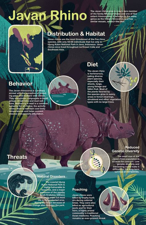 Jessie Lin - Rapp|Art Research Posters, Bird Infographic, Pubmats Ideas, Javan Rhino, Infographic Graphic Design, Scientific Poster Design, Wall Magazine, Animal Infographic, Scientific Poster