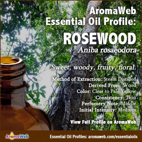 Rosewood Essential Oil Profile Young Living Oils, Nature, Rosewood Essential Oil Benefits, Rosewood Essential Oil, Essential Oils Health, What To Watch, Essential Oil Benefits, Scarring, Insect Bites