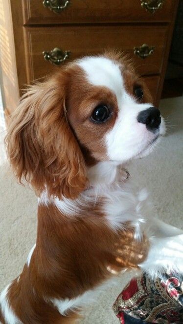 Cavalier King Charles Spaniel Cavalier King Spaniel, King Spaniel, King Charles Puppy, Dog Bell, Cavalier Puppy, Cavalier King Charles Dog, Cavalier Spaniel, King Charles Dog, King Charles Cavalier Spaniel Puppy