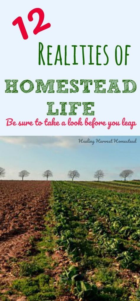 Small Farm Ideas, Owning Land, Homestead Tips, Homestead Skills, Happy Chickens, Homesteading Life, Easy Diy Hacks, Homestead Life, Homesteading Ideas