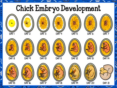 Stages Of Chicken Egg Development, Hatching Chicks In The Classroom, Life Cycle Of Chicken, Hatching Duck Eggs, Incubating Chicken Eggs, Oviparous Animals, Science Exhibition, Chicken Life Cycle, Hatching Chickens