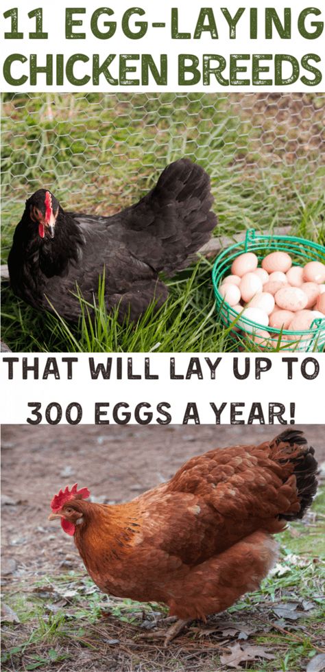 Best Chickens For Eggs, Alaska Garden, Funny Chicken Coop, Chicken Breeds For Eggs, Chicken Tips, Best Laying Chickens, Urban Chicken, Chicken Coop Ideas, Chickens Backyard Breeds