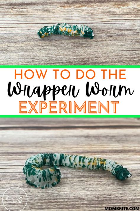 Straw Science Experiments, Caterpillar Experiment, Worm Science, Worms Preschool, Caterpillar Preschool, April Lesson Plans, Worm Crafts, Spring Stem, Science For Toddlers