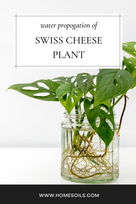 Guide to Grow Swiss Cheese Plant in Water Monstera Deliciosa Care, Plant In Water, Swiss Cheese Plant, Cheese Plant, Monstera Plant, Plant Cuttings, Monstera Deliciosa, Propagating Plants, Swiss Cheese