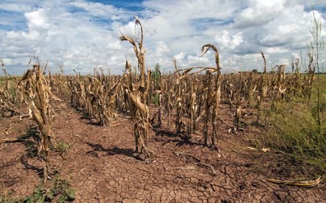 States Unprepared for Climate Change's Impacts on Agriculture Nature, Extreme Weather, Farming Techniques, Water Scarcity, Extreme Weather Events, Natural Resource, Earth And Space Science, Water Management, Water Resources