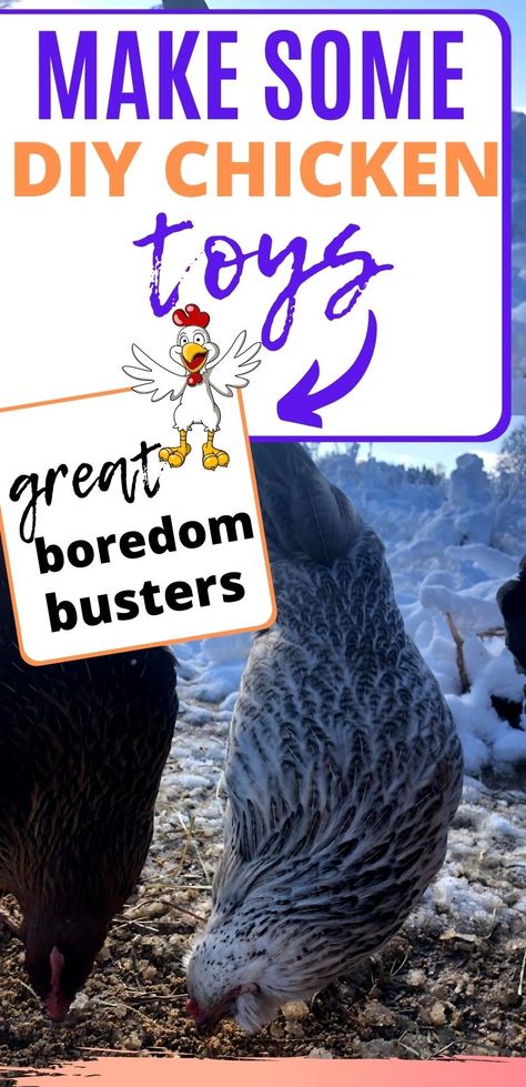 Diy Chicken Roosting Ideas, Diy Chicken Projects, Things To Keep Chickens Busy, Fun Things To Put In A Chicken Run, Homemade Toys For Chickens, Fun Things For Chickens To Do, Diy Chicken Swing Ideas, Chicken Run Enrichment Ideas, Best Treats For Chickens