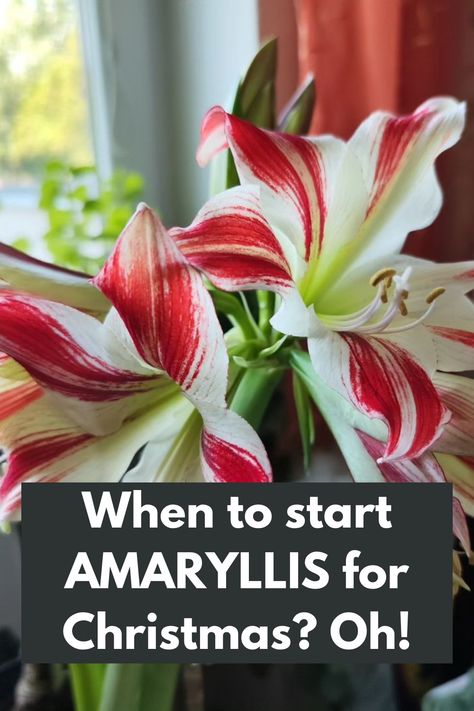 Timing is Everything: When to Start AMARYLLIS for a Spectacular Christmas Display? Oh, the anticipation! 🎅🌼 Discover the perfect timing to begin growing your amaryllis bulbs for a breathtaking holiday bloom. Learn the secrets to ensure stunning flowers in time for Christmas festivities. From planting to nurturing, our expert guide provides step-by-step instructions for a successful and festive amaryllis display. Don't miss out on the joy and beauty this holiday season! IG Photo by: emilbencat Amaryllis Display, Amaryllis Christmas, Stunning Flowers, Christmas Festivities, Amaryllis Bulbs, Timing Is Everything, Perfect Timing, Christmas Display, Festive Christmas